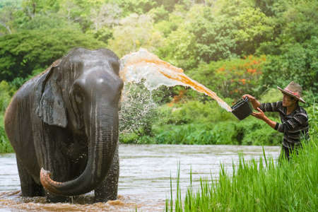Chiang Mai, Thailand - May 05, 2022 : Thai elephants taking a bath with mahout in the river.のeditorial素材