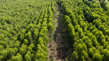 Aerial view of Cultivation trees and plantation in outdoor nursery. Beautiful agricultural garden. Cultivation business. Natural background in motion.の写真素材
