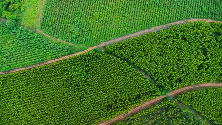 Aerial view of Eucalyptus plantation in Thailand. Aerial capture with drone.