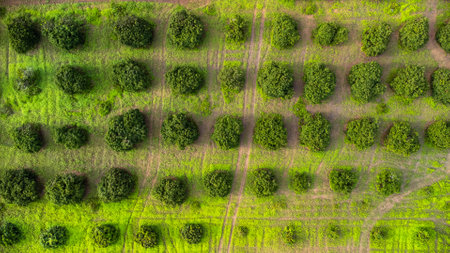 Aerial view of Cultivation trees and plantation in outdoor nursery. Beautiful agricultural garden. Cultivation business. Natural landscape background.の写真素材