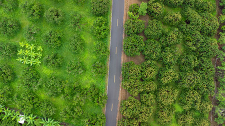 Aerial view of a rural asphalt road among beautiful green spaces. Natural landscape background.の写真素材