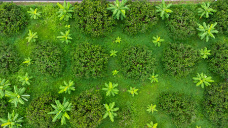 Aerial view of Cultivation trees and plantation in outdoor nursery. Beautiful agricultural garden. Cultivation business. Natural landscape background.の写真素材