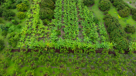 Aerial view of Cultivation trees and plantation in outdoor nursery. Banana plantation in rural Thailand. Cultivation business. Natural landscape background.の写真素材