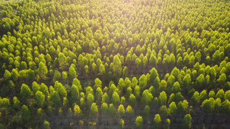 Aerial view of eucalyptus plantation in Thailand. Top view of cultivation areas or agricultural land in outdoor nursery. Cultivation business. Natural landscape background.の写真素材