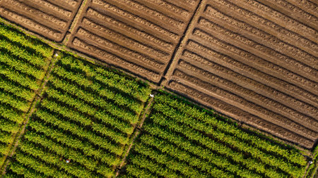 Aerial view of furrows row pattern in a plowed field prepared for planting crops in spring and rows...
