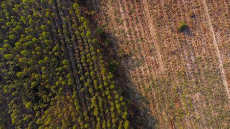 Aerial view of Plantation Eucalyptus trees being harvested for wood chipping. Top view of the eucalyptus forest in Thailand.の素材 [FY310200333791]