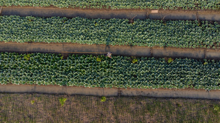 Aerial view of fields and agricultural parcels. Agricultural landscape: Rows of plants growing in vast fields with fertile soil and farmers checking crops in fields.の写真素材