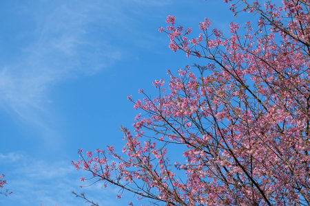 Nang Phaya Suea Krong flower or Sakura of Thailand, beautiful pink blossom on sky background. Prunus...