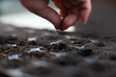 Female hand planting seeds in seedling tray with soil. Gardening and growing vegetables at home. Agriculture growing preparation process.の写真素材