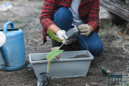 Woman's hands transplanting plant from a bag of seedlings to a new pot. Female gardener planting seedlings in pots with soil. Gardening and growing vegetables at home.の写真素材