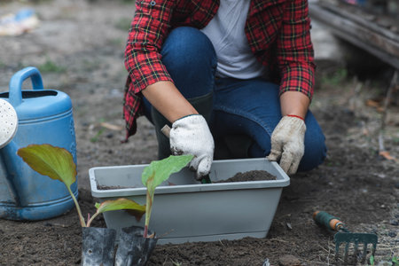 Woman's hands transplanting plant from a bag of seedlings to a new pot. Female gardener planting seedlings in pots with soil. Gardening and growing vegetables at home.の写真素材
