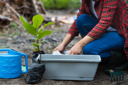 Woman's hands transplanting plant from a bag of seedlings to a new pot. Female gardener planting seedlings in pots with soil. Gardening and growing vegetables at home.の写真素材