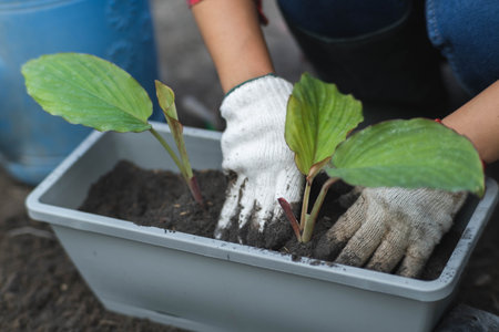 Woman's hands transplanting plant from a bag of seedlings to a new pot. Female gardener planting seedlings in pots with soil. Gardening and growing vegetables at home.の写真素材