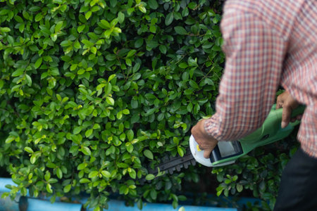 Asian male gardener trimming trees with electric cutter at garden. Modern gardening equipment for work. The process of landscaping during the summer.の写真素材