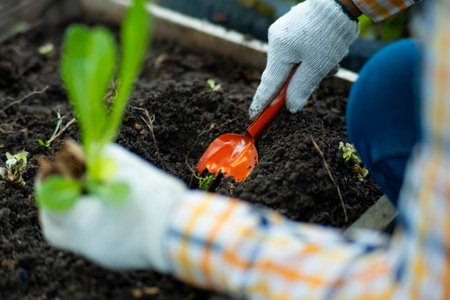 Young Asian woman farmer working in organic garden vegetables. Woman planting green salad in spring. Curly green leaves of green lettuce growing in a garden.の写真素材