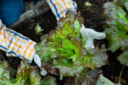 Young Asian woman farmer working in organic garden vegetables. Woman picking fresh lettuce in garden. Curly green leaves of green lettuce growing in a garden.の写真素材
