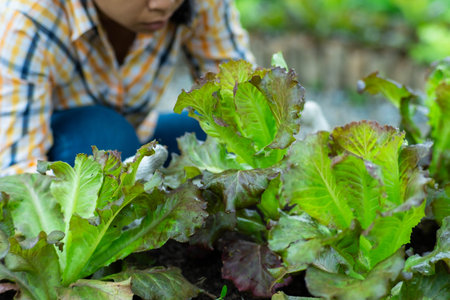 Young Asian woman farmer working in organic garden vegetables. Woman picking fresh lettuce in garden. Curly green leaves of green lettuce growing in a garden.の写真素材