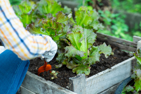Young Asian woman farmer working in organic garden vegetables. Woman picking fresh lettuce in garden. Curly green leaves of green lettuce growing in a garden.の写真素材