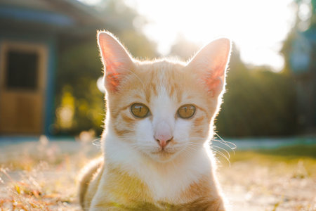 A small kitten is sitting on the green grass. A small kitten runs on the grass outdoors in the sunlight. Domestic animals. Cute funny cat at home.の写真素材