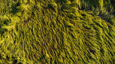 Falling rice in the field. Rice plants fallen because of strong winds and rain before harvest. Rice is damaged due to broken straw, making it more difficult to harvest.の写真素材