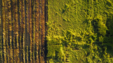 Falling rice in the field. Rice plants fallen because of strong winds and rain before harvest. Rice is damaged due to broken straw, making it more difficult to harvest.の写真素材