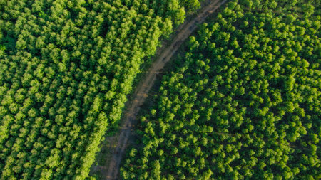 Aerial view of eucalyptus plantation in Thailand. Top view of cultivation areas or agricultural land in outdoor nursery. Cultivation business. Natural landscape background.の写真素材