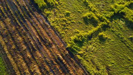 Falling rice in the field. Rice plants fallen because of strong winds and rain before harvest. Rice is damaged due to broken straw, making it more difficult to harvest.の写真素材