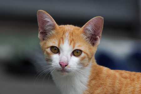A small kitten is sitting on the green grass. A small kitten runs on the grass outdoors in the sunlight. Domestic animals. Cute funny cat at home.の写真素材