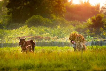 A farmer and cows in rural Thailand. Thai farmers cut grass and carry it on their backs to feed their cattle in the field.の写真素材