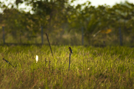 Little birds on green fields. Spring wildlife background.の写真素材