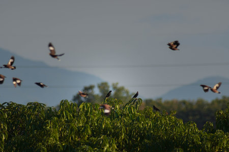 Birds flying on top of trees. Spring wildlife background.の写真素材