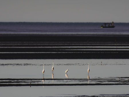 White egret standing on sand beach during ebb tide in a tropical sea against blue sky, Prachuap Khiri Khan, Thailand.の写真素材
