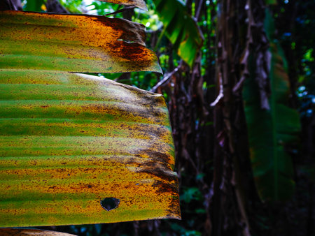 Tham Tarn Lod Noi Cave surrounded by lush green forest, nature trail at Chalerm Rattanakosin National Park, Kanchanaburi, Thailand.の写真素材