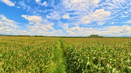 Corn field plantation growing up. Young green corn on the agricultural field.の写真素材