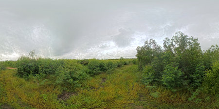 Eucalyptus forest in the countryside in the rainy season.