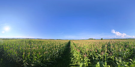 Rural corn fields in the rainy season.の写真素材