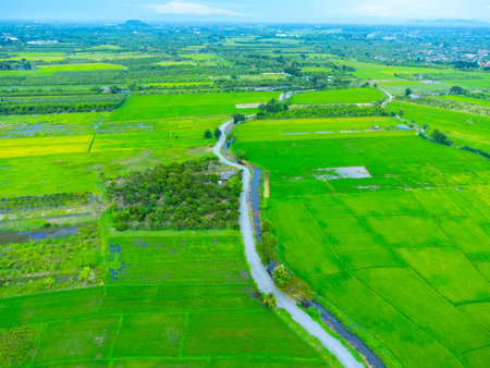 Aerial view of rural rice fields with irrigation canals. A peaceful rural scene of an asphalt road cutting through a vast rice field in the early morning with an irrigation canal running through it.の写真素材