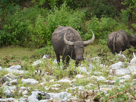Buffalo Grazing in Dense Greeneryの写真素材