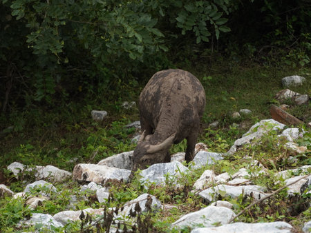 Buffalo Grazing in Dense Greeneryの写真素材