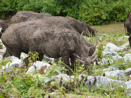 Buffalo Grazing in Dense Greeneryの写真素材