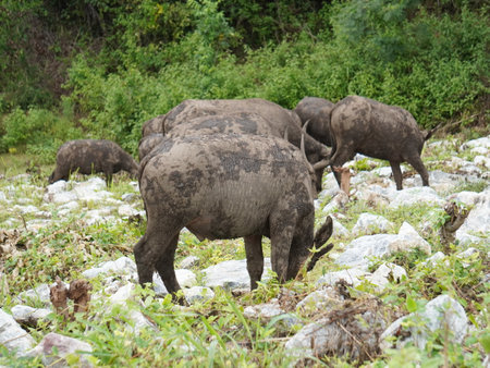 Buffalo Grazing in Dense Greeneryの写真素材
