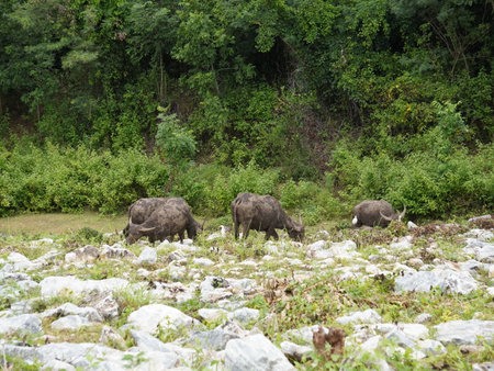 Buffalo Grazing in Dense Greeneryの写真素材