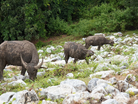 Buffalo Grazing in Dense Greeneryの写真素材