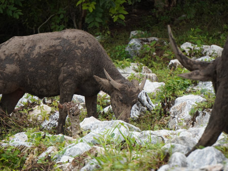 Buffalo Grazing in Dense Greeneryの写真素材
