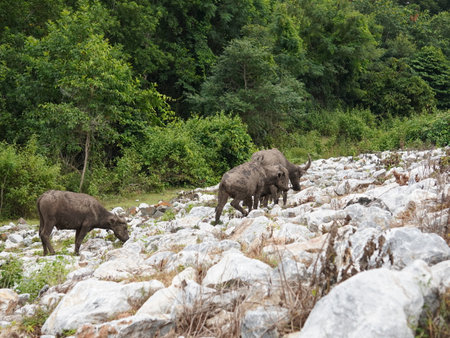 Buffalo Grazing in Dense Greeneryの写真素材