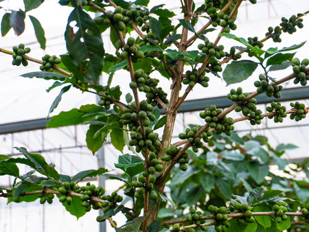 Ripe Arabica coffee beans on coffee trees at the Angkhang Royal Agricultural Station, Chiang Mai. Coffee cherriesの写真素材