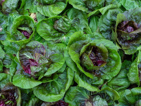 Organic vegetable garden at The Royal Agricultural Station. The cabbage planting at Angkhang Station in Chiangmai,Thailand.の写真素材