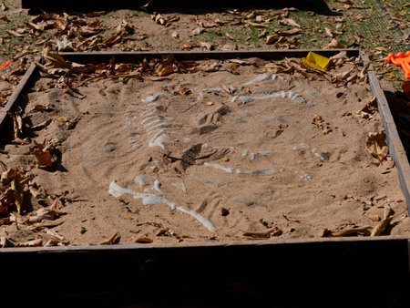 Sand pit for excavating simulated dinosaur fossils in a playgroundの写真素材
