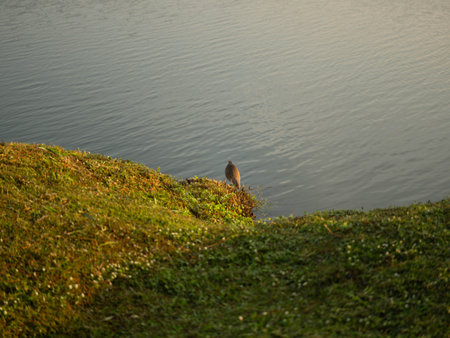 A large bird stands on a rock near a body of water. A bird is looking for food in a riverside park.の写真素材