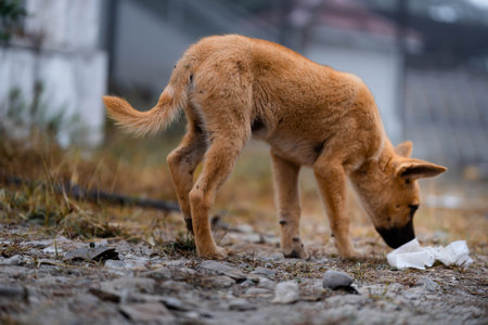 Cute brown short-haired stray puppy with a black nose is walking and sniffing on the side of the...